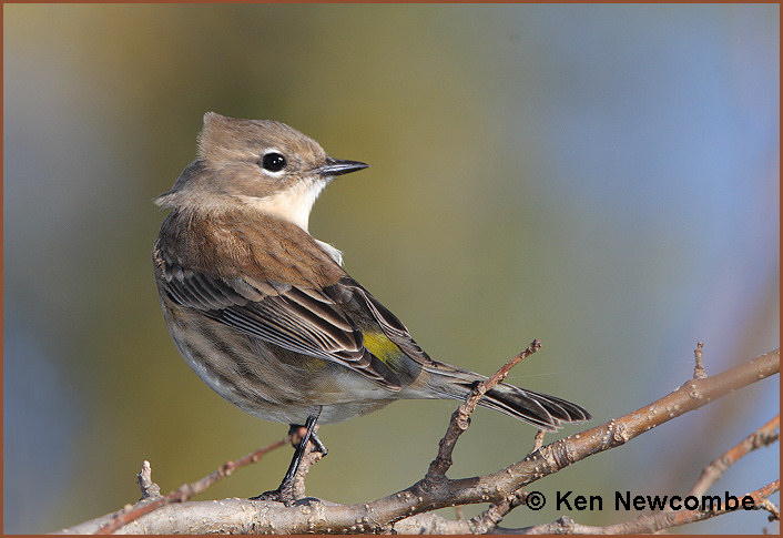 Yellow-rumped warbler
